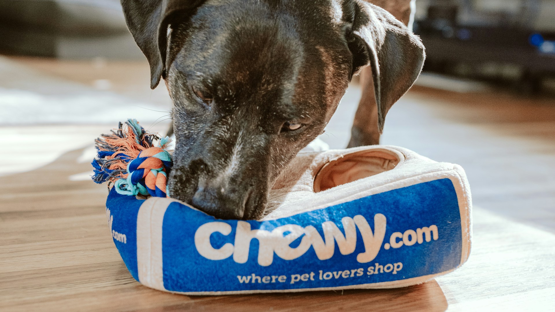 Hotely pro zvířata